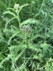 Achillea millefolium