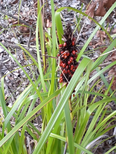 Gahnia aspera