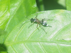 Goryphus