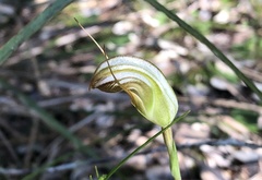 Pterostylis ophioglossa