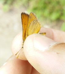 Thymelicus sylvestris
