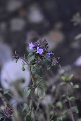 Ziziphora clinopodioides