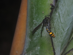 Phimenes flavopictus blanchardi