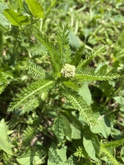 Achillea millefolium