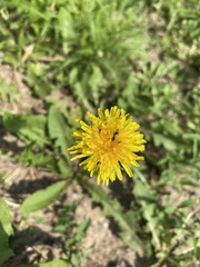 Taraxacum officinale