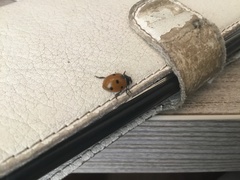Coccinella septempunctata