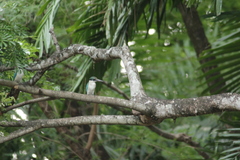 Todiramphus chloris