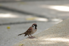 Passer montanus