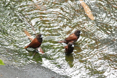 Lonchura atricapilla