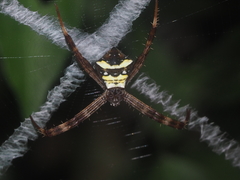 Argiope reinwardti