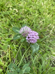 Trifolium pratense