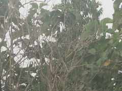 Halcyon cyanoventris