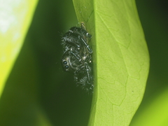 Hyllus diardi