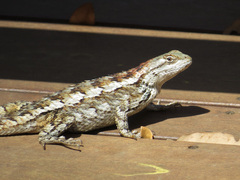 Texas Spiny Lizard photo 4