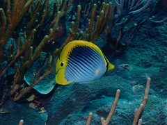 Chaetodon ocellicaudus