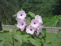 Ipomoea carnea fistulosa
