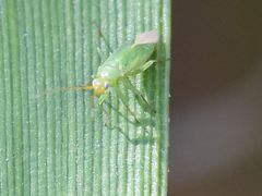 Orthotylus marginalis