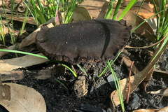 Neolentinus dactyloides