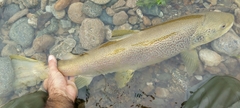 Salmo marmoratus