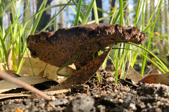 Neolentinus dactyloides