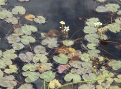Caltha natans
