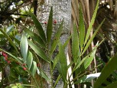 Phyllanthus arbuscula