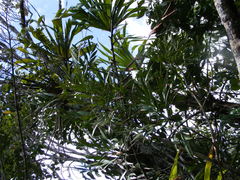 Phyllanthus arbuscula