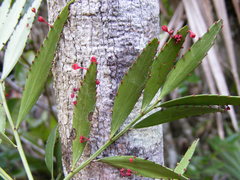 Phyllanthus arbuscula