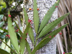 Phyllanthus arbuscula