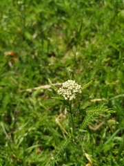 Achillea millefolium