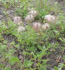 Pulsatilla dahurica