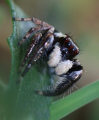 Colopsus manu
