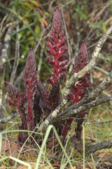 Orobanche variegata