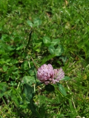 Trifolium pratense
