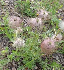 Pulsatilla dahurica