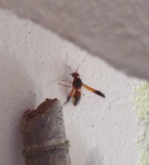 Rhynchium oculatum