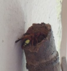 Rhynchium oculatum