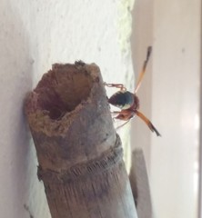 Rhynchium oculatum