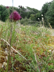 Allium sphaerocephalon