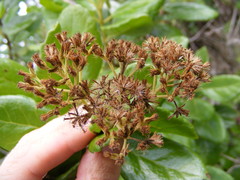 Koanophyllon hammatocladum