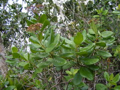 Koanophyllon hammatocladum