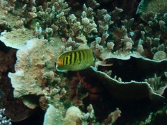 Chaetodon punctatofasciatus