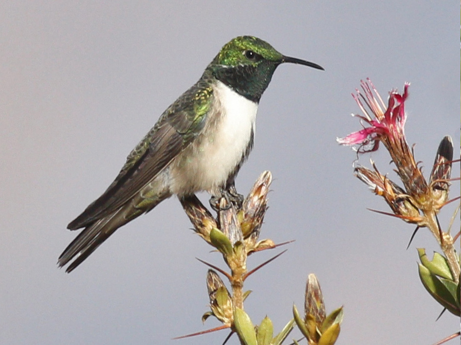 Green-headed Hillstar photo