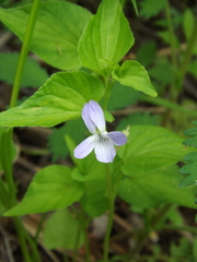 Viola acuminata