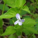 Viola acuminata - Photo (c) Andrey Efremov, μερικά δικαιώματα διατηρούνται (CC BY-NC), uploaded by Andrey Efremov