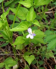 Viola acuminata