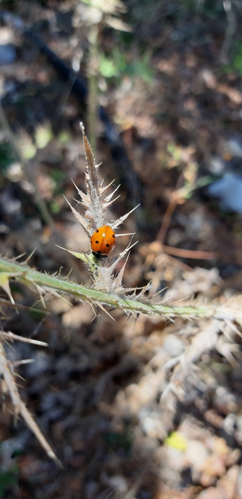Coccinelle à sept points