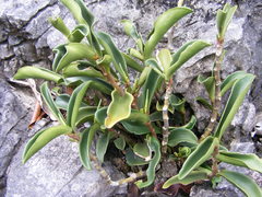 Peperomia amplexicaulis