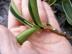 Peperomia amplexicaulis