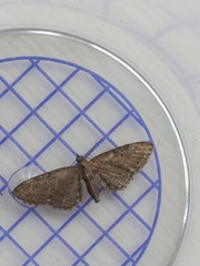 Eupithecia abbreviata